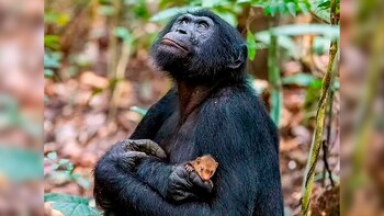 La foto del chimpancé que