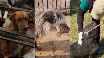 Refugio Franciscano, la disputa por