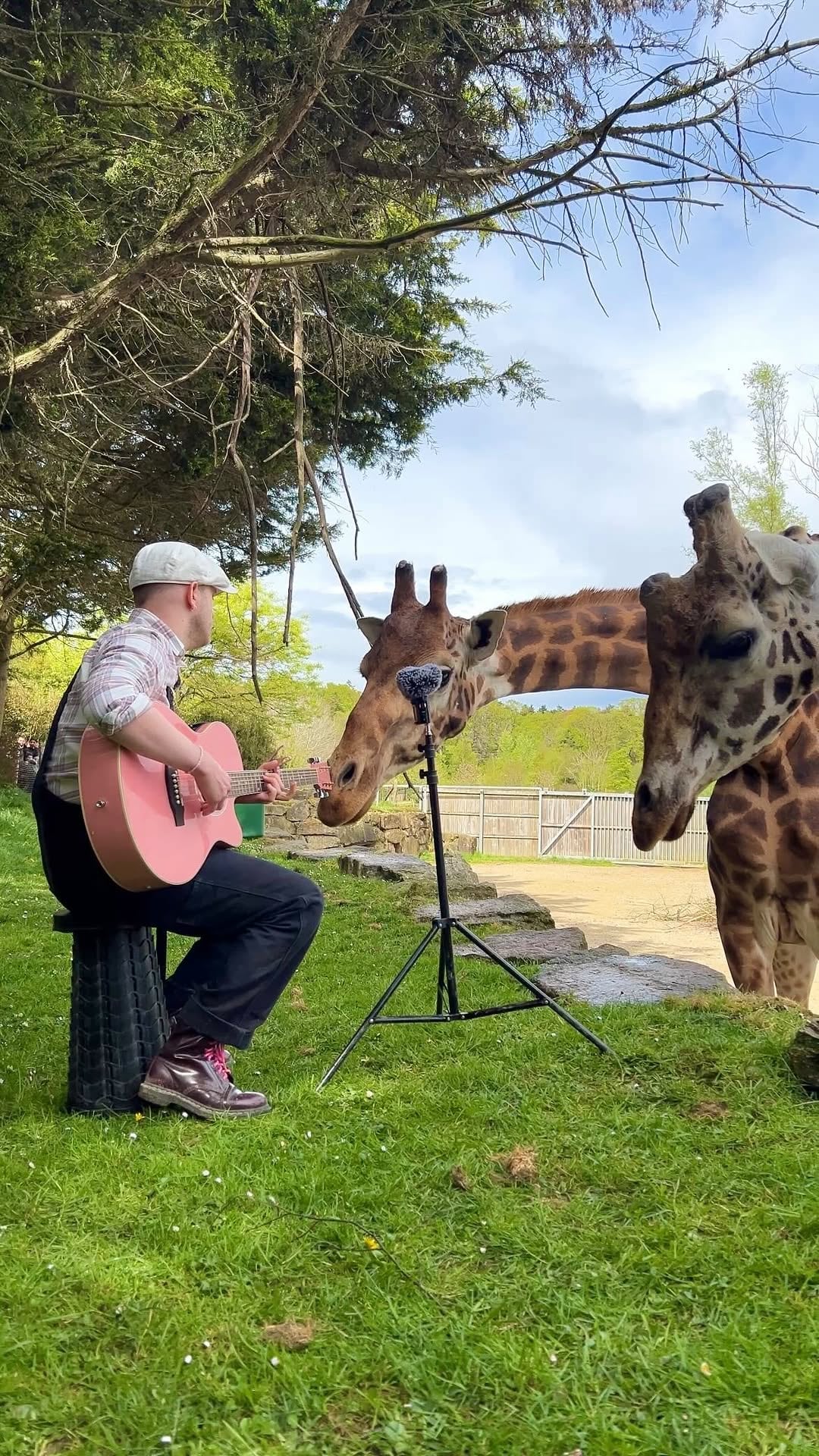 Lengüetazos, miradas tiernas y mordiditas cariñosas reemplazan a los aplausos en los conciertos del músico francés