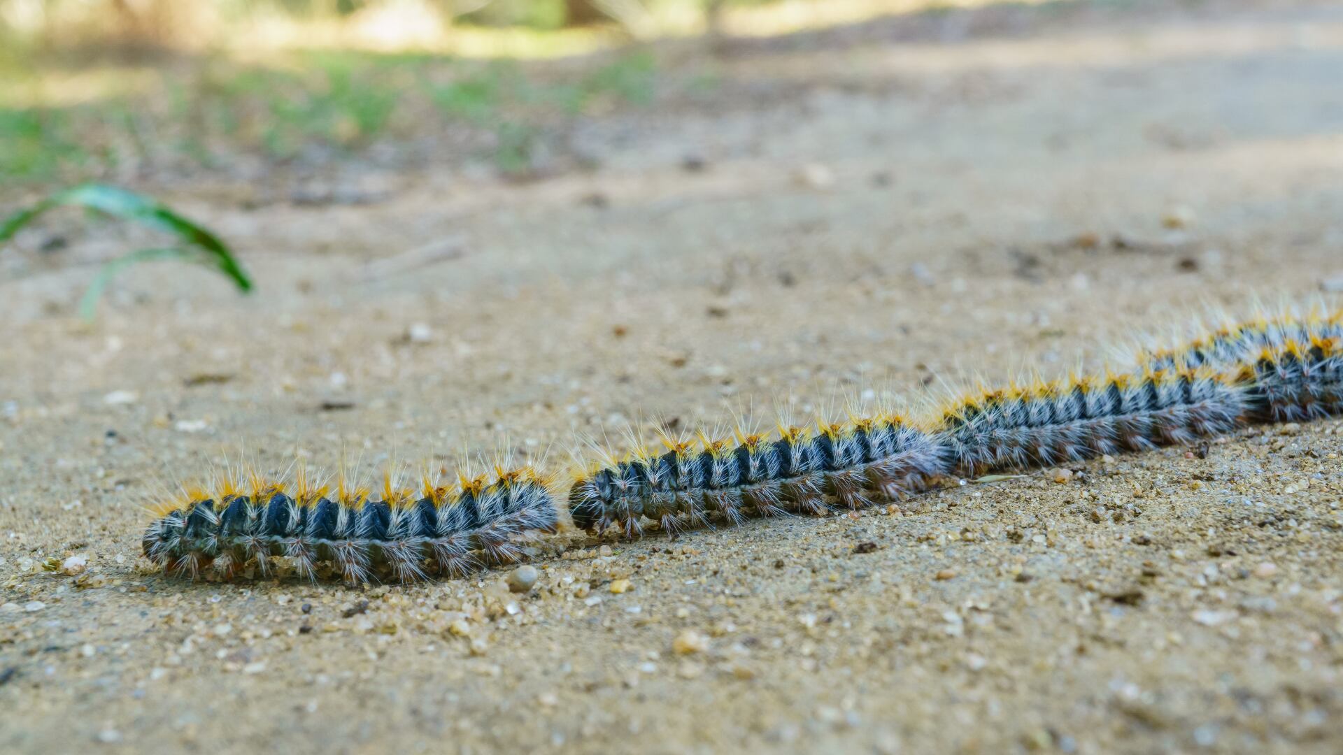 Grupo de orugas procesionarias. (Canva)
