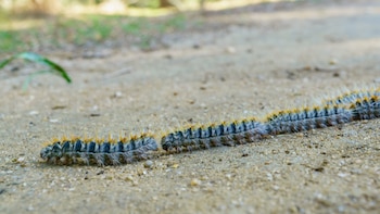 Grupo de orugas procesionarias. (Canva)