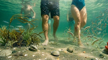 El cambio climático impulsa la expansión de Vibrio en Estados Unidos: datos sobre la bacteria presente en aguas costeras y mariscos crudos