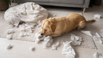 Juan Rafael Pérez, adiestrador canino: