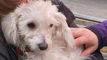 De la crueldad en un