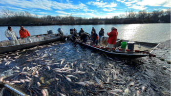 La lucha contra la invasión