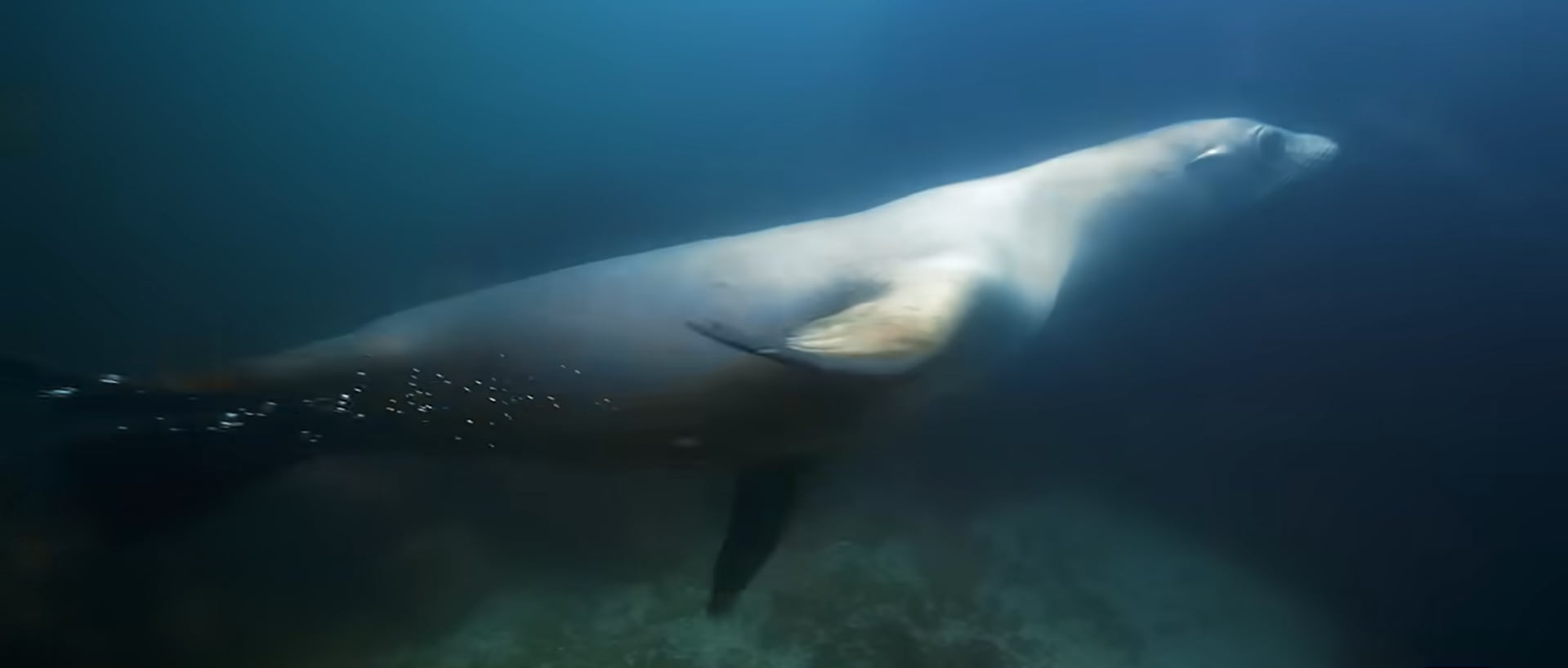 La recuperación de las focas impulsa la concentración estacional de tiburones blancos en Cape Cod (Captura National Geographic)