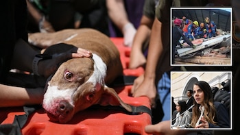 Tras el terremoto en Colombia, llegó a Cali un equipo internacional especializado en rescate de animales en zonas de desastre