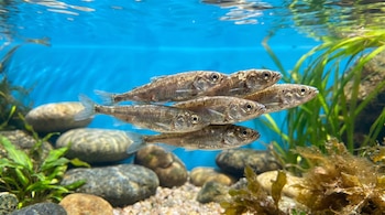 Cinco peces pequeños de cuerpo alargado nadan en formación; se observan rocas, arena, plantas acuáticas y el agua de un tono azul claro.