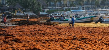 Las sargaceras, de acuerdo a