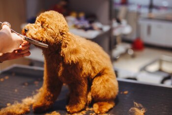 Las consecuencias del rasurado