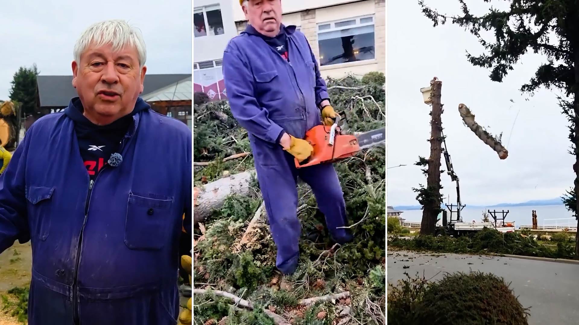 Intendente de Bariloche lidera tala de pinos históricos y desata debate ambiental