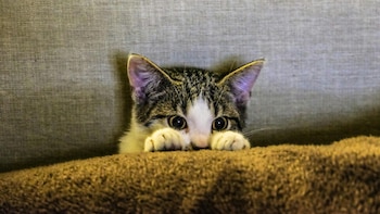 Marcos, médico: “Jamás te acerques