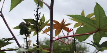 Es una planta medicinal (foto: