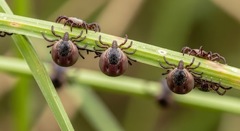 Primer plano de múltiples garrapatas de color marrón oscuro y negro aferradas a un tallo de hierba verde en un entorno natural con fondo borroso.