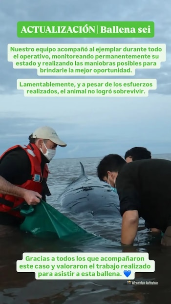 Tres personas asisten a una ballena varada en aguas poco profundas de una costa, con el cielo nublado. Incluye texto sobre el fallecimiento del animal
