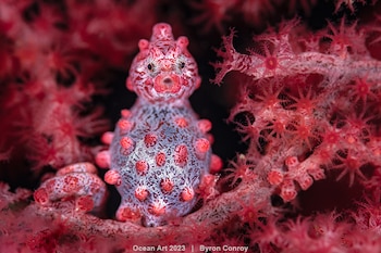 "Poser pigmeo" 2º puesto en