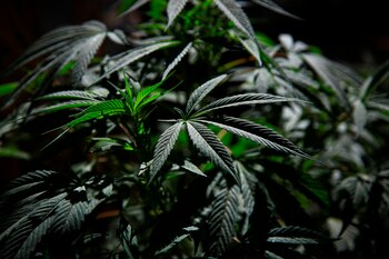 Vista de plantas de marihuana.