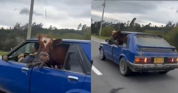 El animal tenía toda su