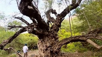 Un árbol grande y viejo de tronco muy grueso y ramas retorcidas; al fondo, vegetación verde; una persona de espaldas observa el árbol