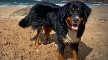 Mali, el perro rescatado en