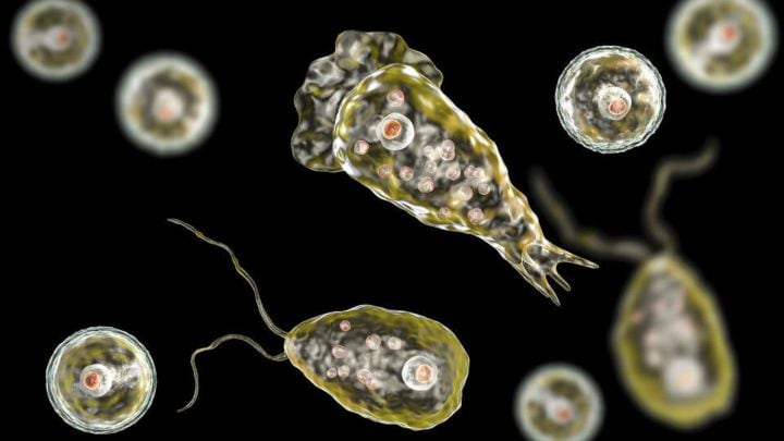 La ameba Naegleria fowleri fue la que afectó a Estefanía Villamizar - crédito Getty Images