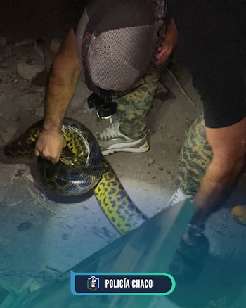 Encontraron una boa de 2,5 metros en un gallinero en Chaco
