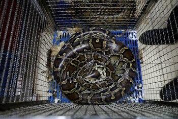 Para realizar su truco el