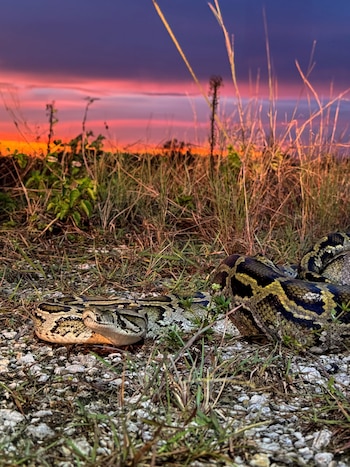 Serpiente grande con patrón de manchas sobre grava y hierba, con el cielo del atardecer teñido de naranja y morado