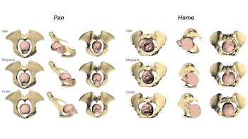 Comparación del mecanismo del parto en los chimpancés (arriba) y los humanos modernos (abajo). En los chimpancés, es probable que la cabeza fetal permanezca extendida durante todo el proceso del parto. En los humanos, la cabeza fetal está flexionada y su orientación se adapta a los cambios en la forma de los distintos planos de la pelvis (Cambridge Philosophical Society, Biological Reviews)