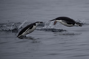 El British Antarctic Survey advirtió que la pérdida de la colonia podría forzar una revisión del estatus de la especie en la Lista Roja de la UICN (REUTERS/Ueslei Marcelino)