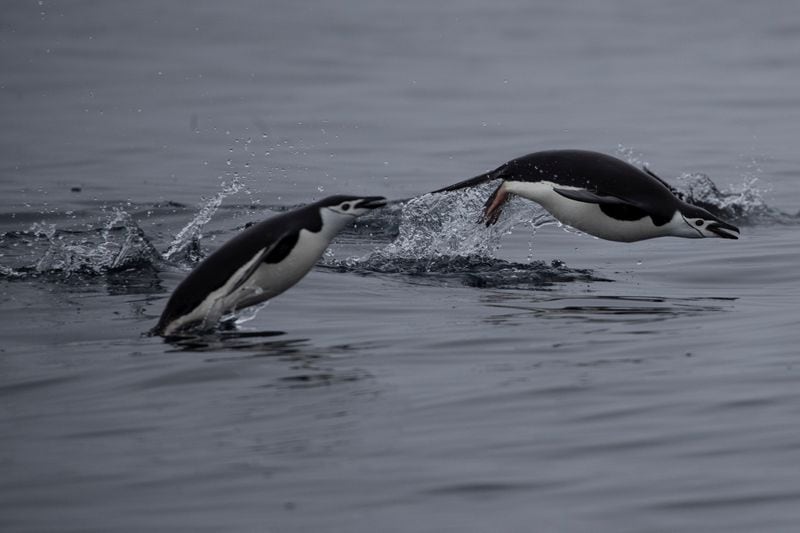 El British Antarctic Survey advirtió que la pérdida de la colonia podría forzar una revisión del estatus de la especie en la Lista Roja de la UICN (REUTERS/Ueslei Marcelino)