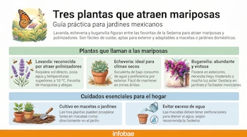 Infografía detallada sobre tres plantas: lavanda, echeveria y buganvilias, con ilustraciones de cada una, mariposas, abejas, macetas y consejos de riego.