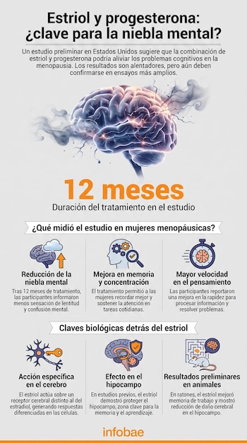 Infografía con una ilustración de un cerebro, texto sobre estriol y progesterona, iconos explicativos y el logotipo de Infobae.