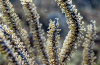 En el país recientemente se sancionó la Ley 560 del 14 de octubre de 2026, que modifica la normativa sobre protección de los arrecifes coralinos. (MiAmbiente)