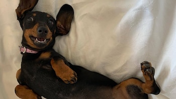 Valerie, la perra salchicha que