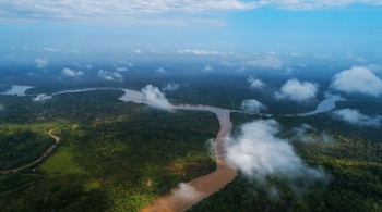 Proteger los bosques y los manglares es una de las principales tareas a las que se debe abocar el país, señalan las autoridades de Ambiente. (MiAmbiente)
