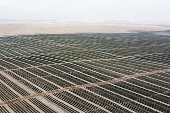 El éxito de la exportación