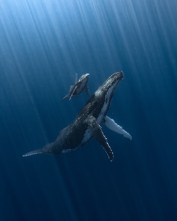 La ganadora "Radiant Bond" captura