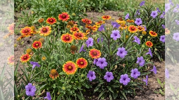 Varias flores Gaillardia de color rojo y amarillo y flores Ruellia simplex de color morado crecen en un jardín con tierra y vegetación verde.