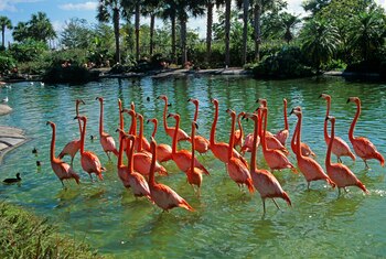 Zoo Miami, el zoológico más