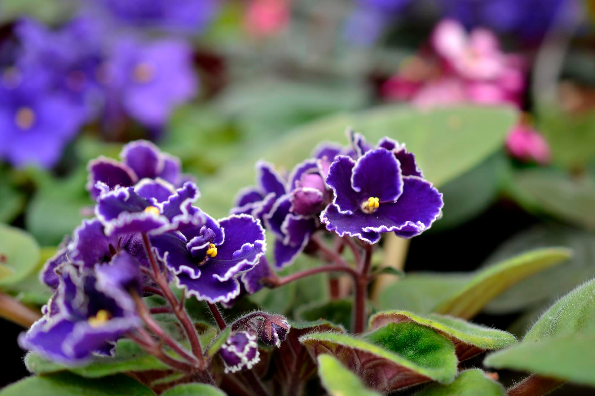 La guía definitiva para cuidar de la violeta africana: cómo conseguir hojas sanas y flores abundantes durante todo el año