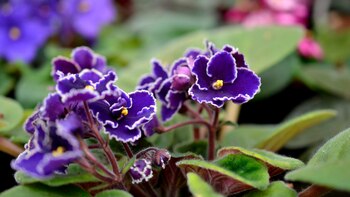 Cómo saber si tu violeta