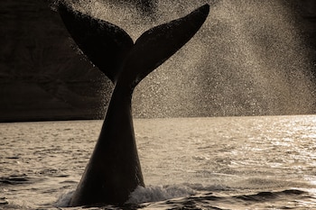 This southern right whale was