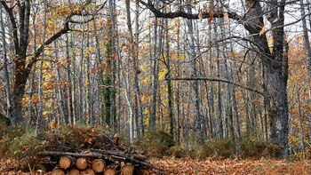 El desconocido bosque de Madrid