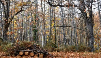 Castañar de Rozas de Puerto