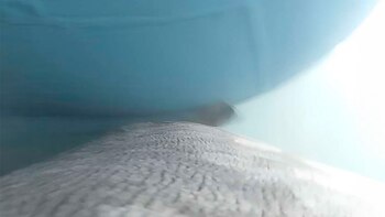 El animal del video es