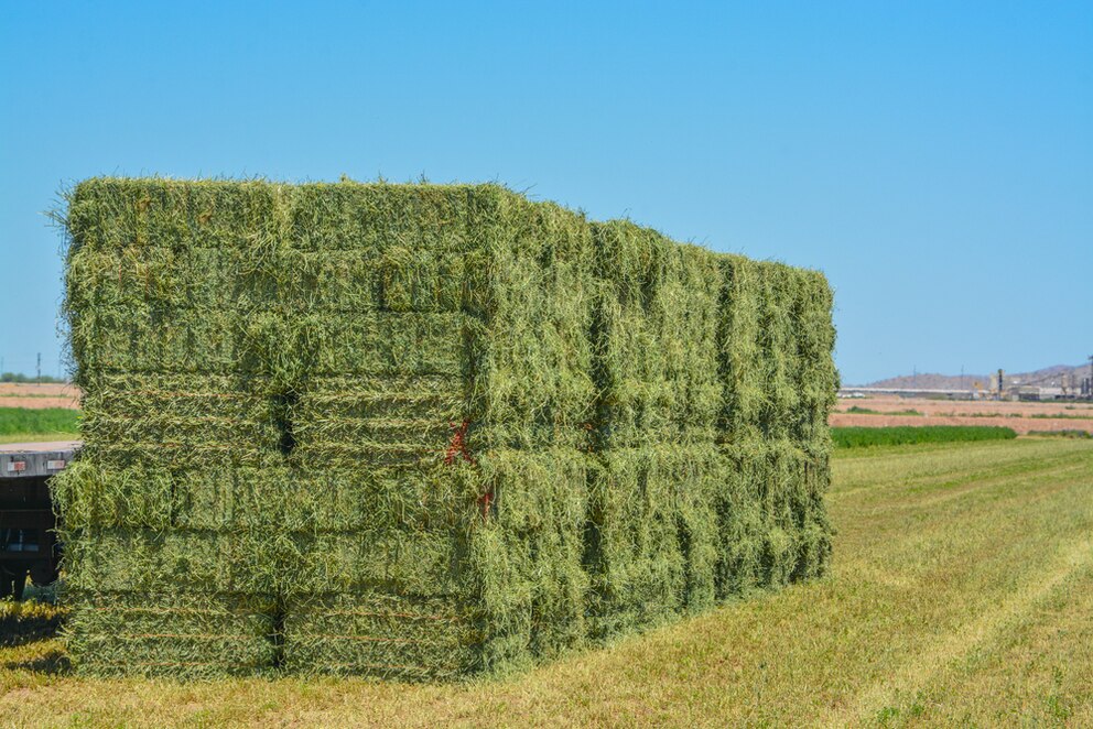 La logística y la tecnología, claves para posicionar a Argentina como exportador de alfalfa premium