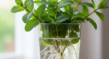 Una planta de menta fresca con hojas verdes vibrantes en un vaso transparente lleno de agua, mostrando claramente sus raíces blancas sumergidas y burbujas.