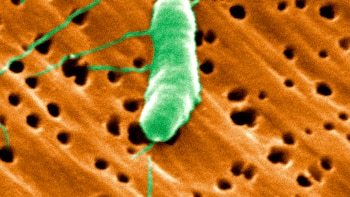 Los CDC emitieron consejos ante