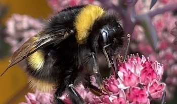 Andrew Barron afirmó que la organización del cerebro de los insectos no presenta grandes diferencias entre un abejorro y una mosca
(POLITICA INVESTIGACIÓN Y TECNOLOGÍA
UNIVERSIDAD DE STIRLING)